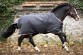 Ooteman Paardensport