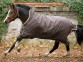 Ooteman Paardensport