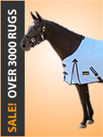 Sale Rugs