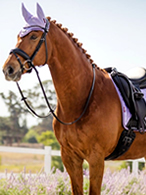 Horsefashion at Ooteman