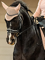 New for your horse & pony