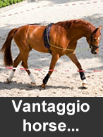 Vantaggio Horsewear at Ooteman
