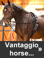 Vantaggio Horsewear at Ooteman