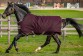 Ooteman Paardensport