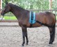 Ooteman Paardensport