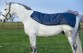 Ooteman Paardensport