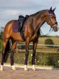 Ooteman Paardensport