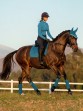 Ooteman Paardensport