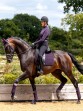 Ooteman Paardensport