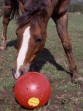 Ooteman Paardensport