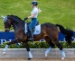 Ooteman Paardensport