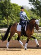 Ooteman Paardensport