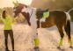 Ooteman Paardensport