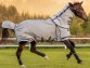 Ooteman Paardensport