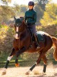 Ooteman Paardensport