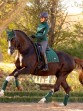 Ooteman Paardensport