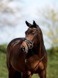 Ooteman Paardensport
