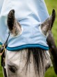 Ooteman Paardensport