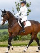 Ooteman Paardensport