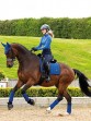 Ooteman Paardensport