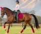 Ooteman Paardensport