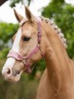 Ooteman Paardensport
