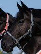 Ooteman Paardensport