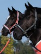 Ooteman Paardensport