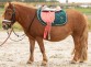 Ooteman Paardensport