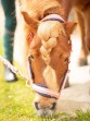 Ooteman Paardensport