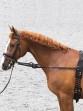 Ooteman Paardensport
