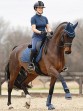 Ooteman Paardensport