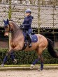 Ooteman Paardensport