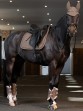 Ooteman Paardensport