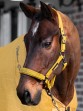 Ooteman Paardensport