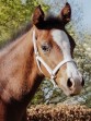 Ooteman Paardensport