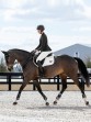 Ooteman Paardensport