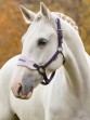 Ooteman Paardensport
