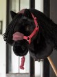 Ooteman Paardensport