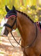 Ooteman Paardensport