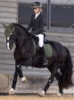 Ooteman Paardensport