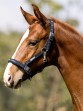 Ooteman Paardensport