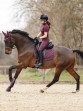 Ooteman Paardensport