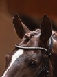 Ooteman Paardensport