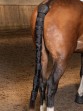 Ooteman Paardensport