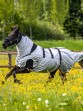 Ooteman Paardensport