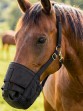 Ooteman Paardensport