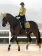 Ooteman Paardensport