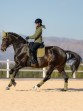 Ooteman Paardensport