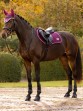 Ooteman Paardensport